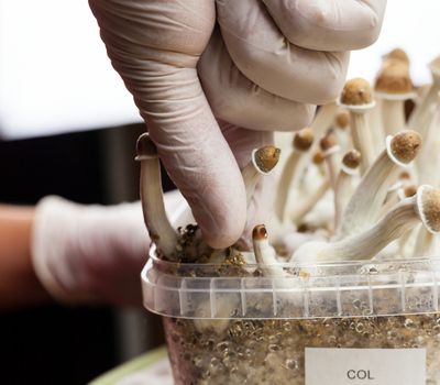 Psylocibin mushrooms growing in magic mushroom breads on an isolated plastic environment being collected by expert hands wearing white latex medical gloves.