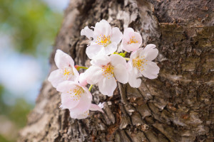 shutterstock_272878580