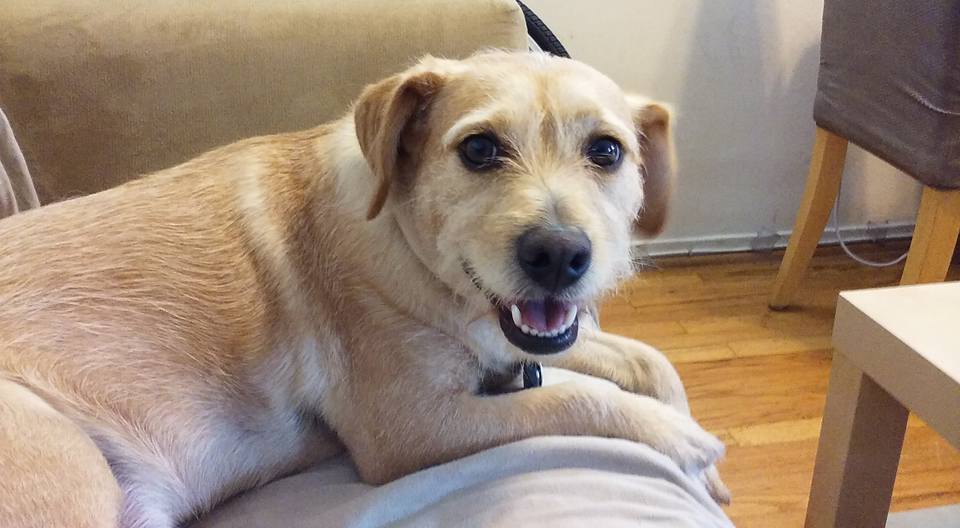 6 Spiritual Life Lessons My Dog Taught Me