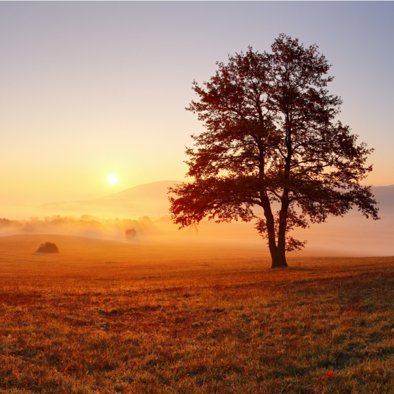 Alone tree in wide landscape