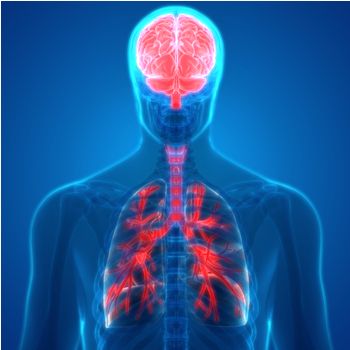 Human Organs Lungs and Brain Anatomy